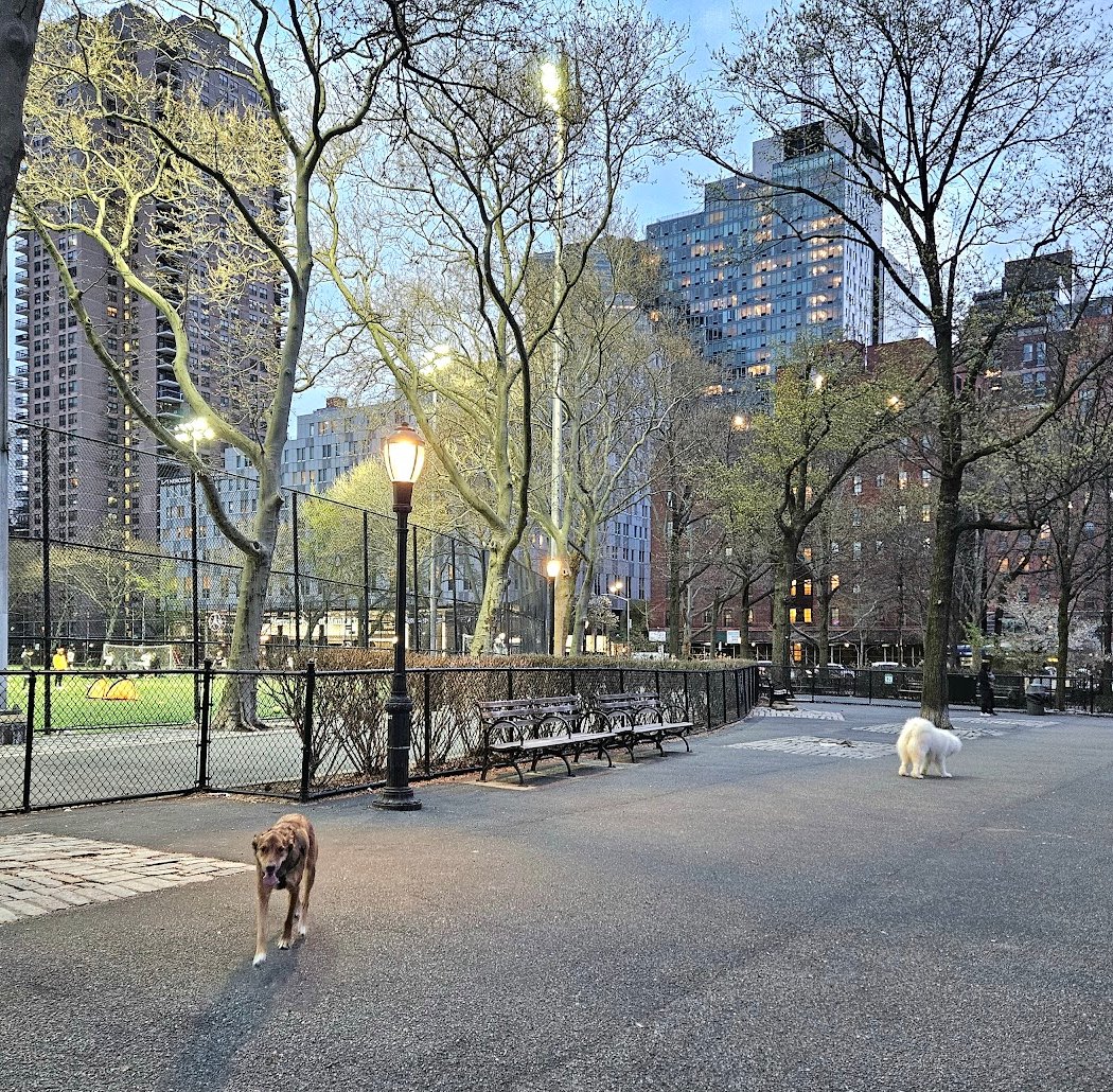 De Witt Clinton Dog Run 3