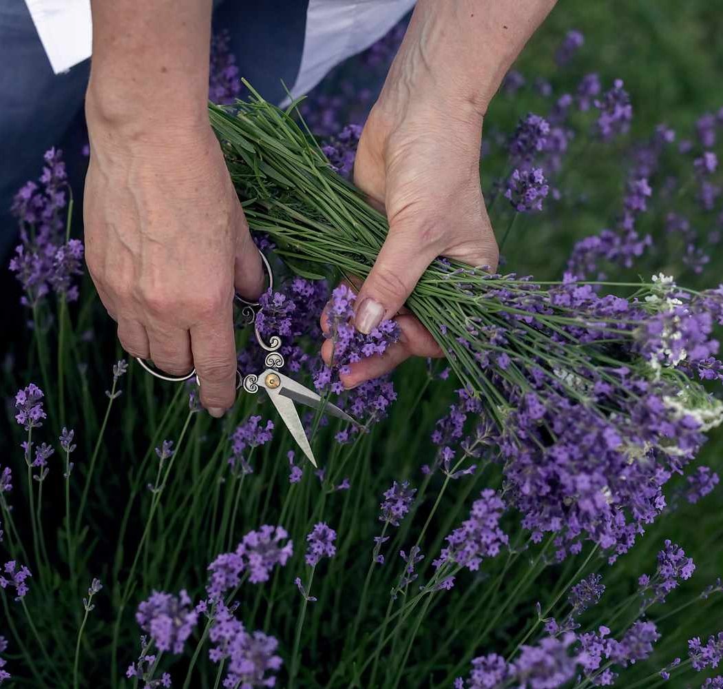 U-Pick at the Lavender Farm 1