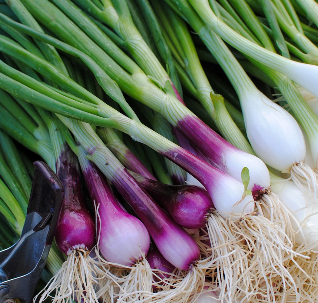 Allium Celebration 1