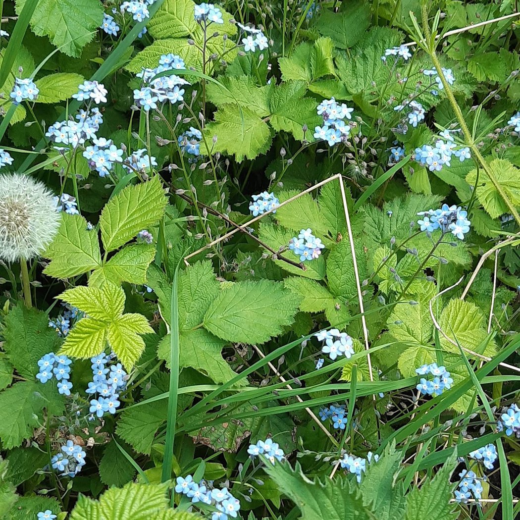 Parkland Walk (North) 3