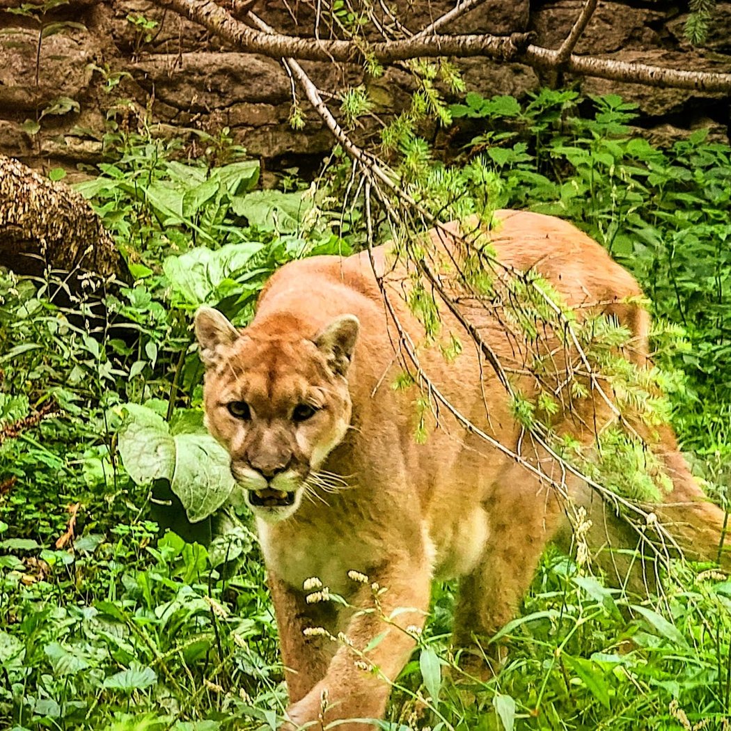 Zoo New York 1
