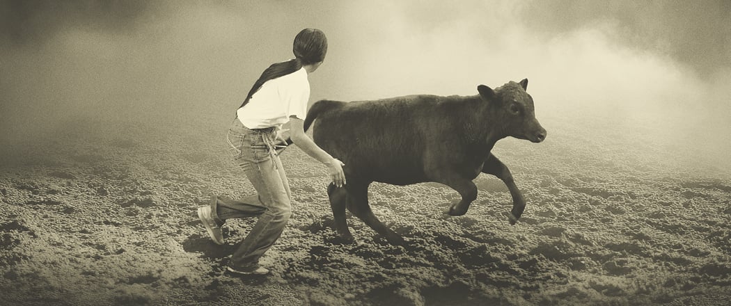 Calf Scramble 1