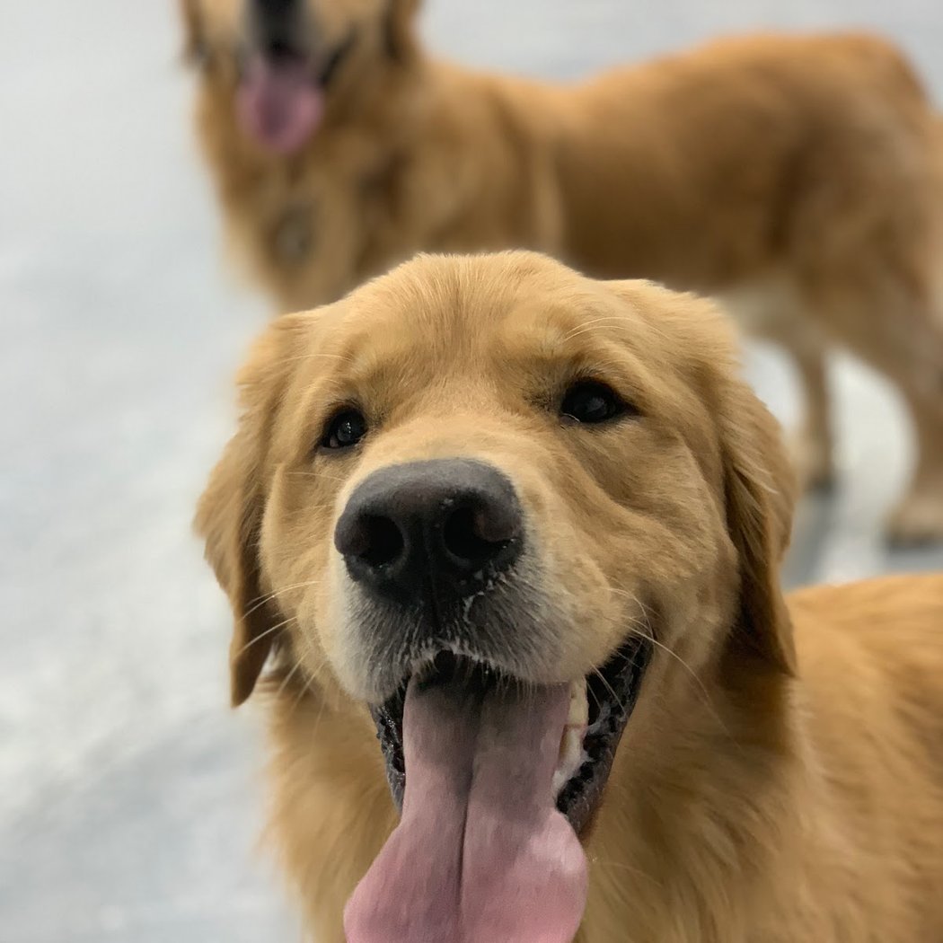 Acme Dog Run 1