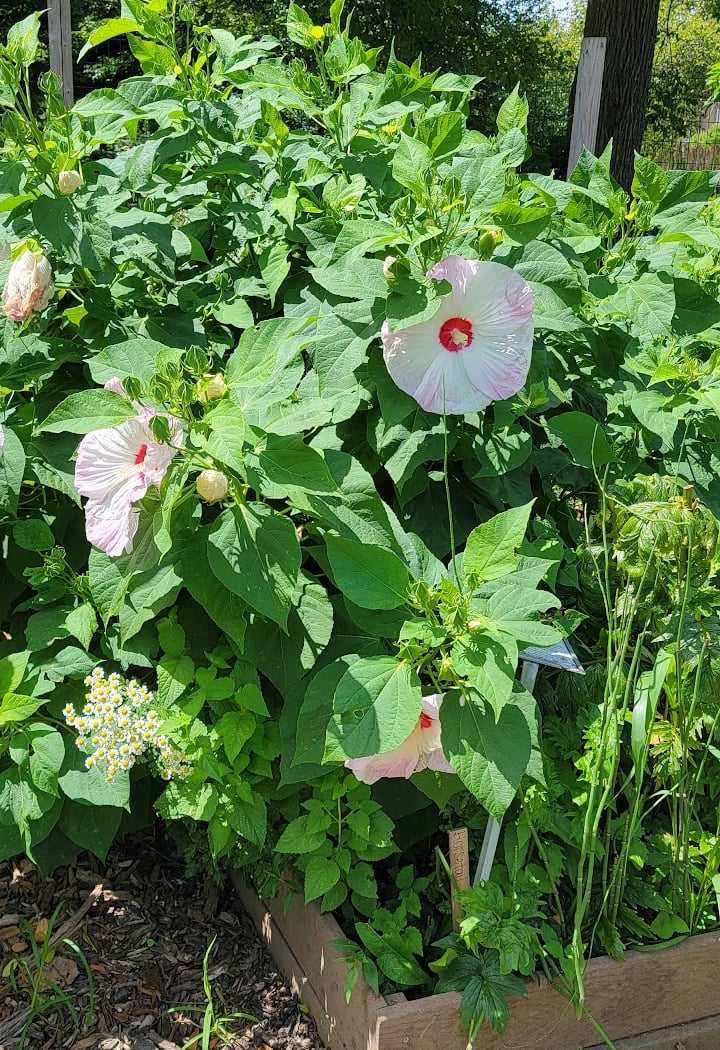 Pollinator Palooza
