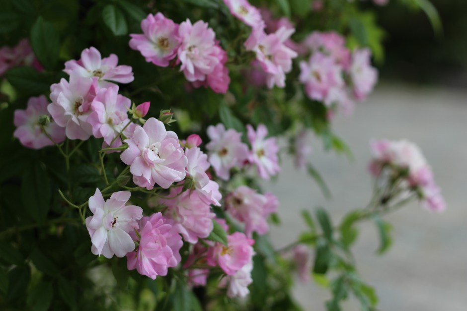 Botanical Garden 2