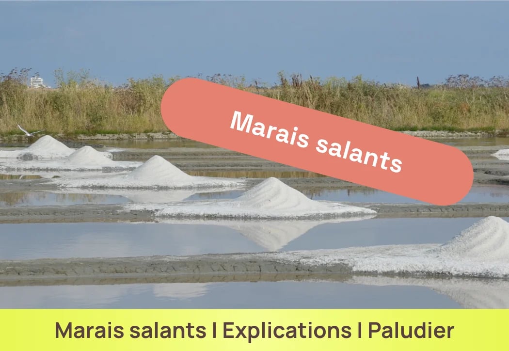 Excursion – Marais Salants 1