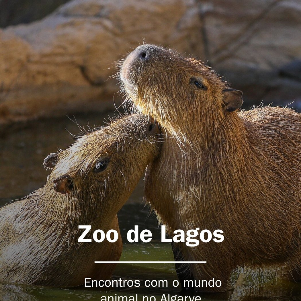 Zoo de Lagos 1