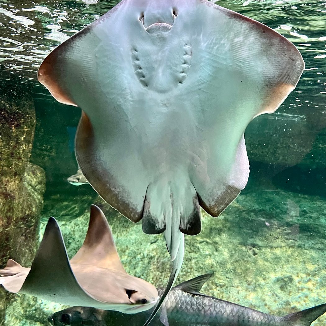 Oceanopolis 3