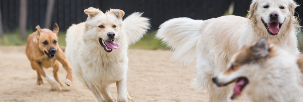 Pet Camp San Francisco 1