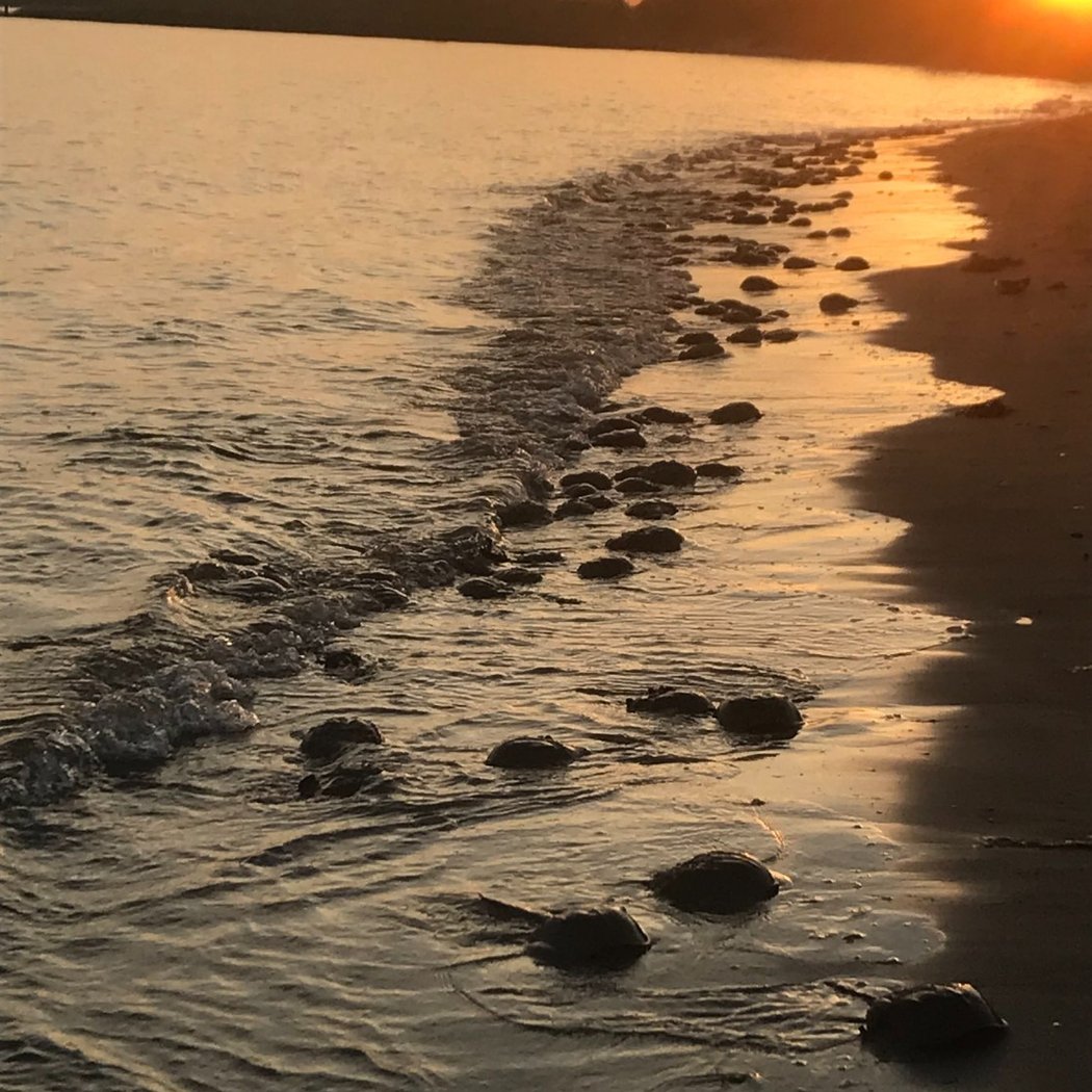 Plumb Beach (Gateway National Recreation Area) 1
