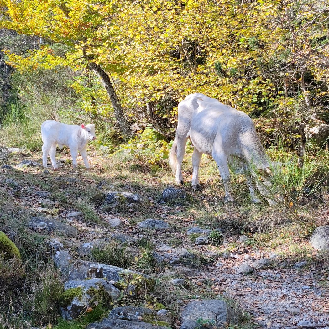 Massís del Canigó 3