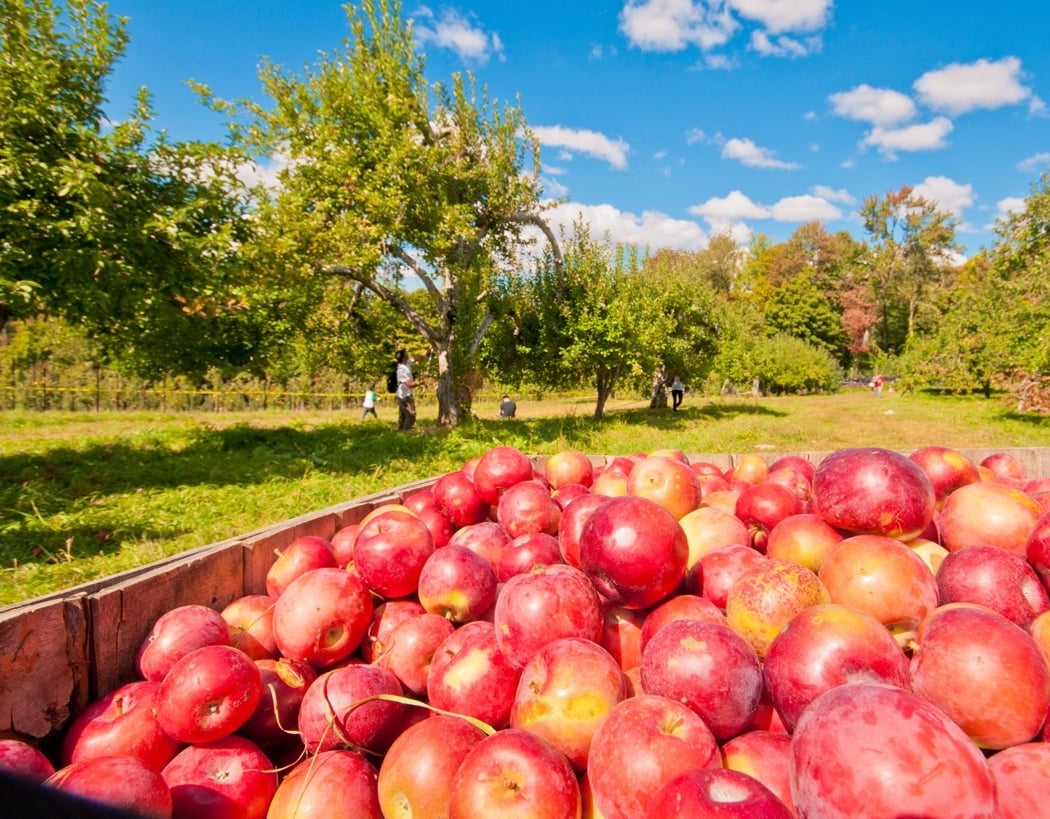 Harvest Moon Farm & Orchard 1