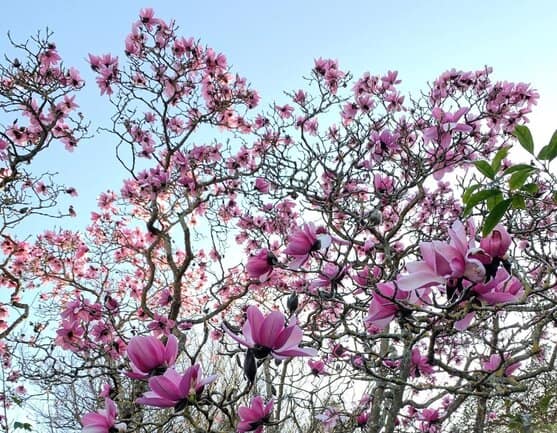 Annual Magnolia Bloom 1