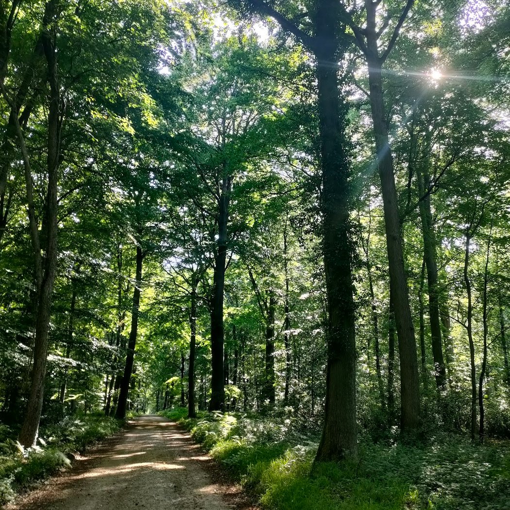 Forest of Halatte 2