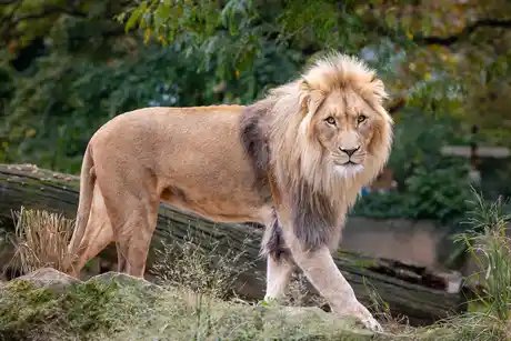 Feierabend-Touren im Zoo 1