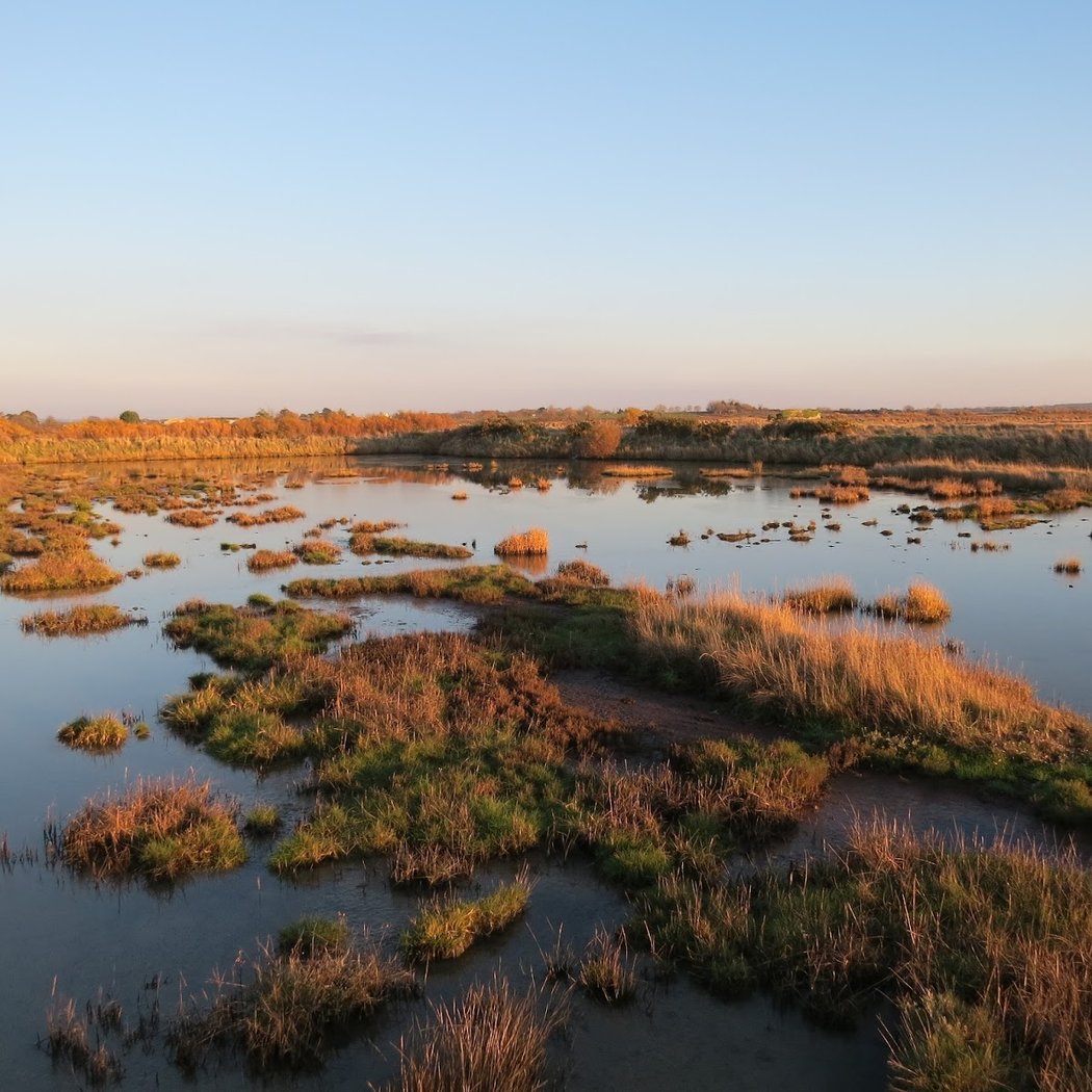 Réserve Naturelle des Marais de Séné 2