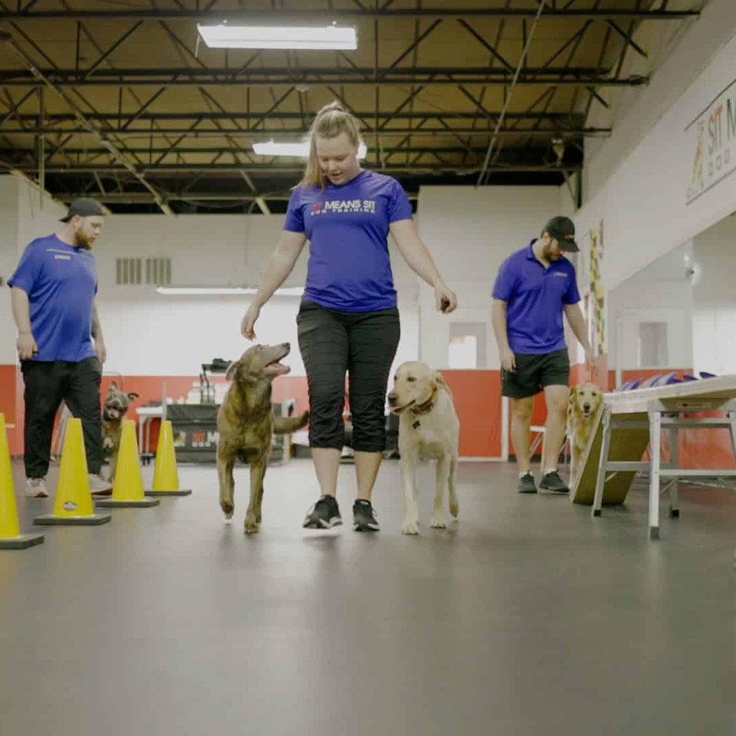 Sit Means Sit Dog Training 1