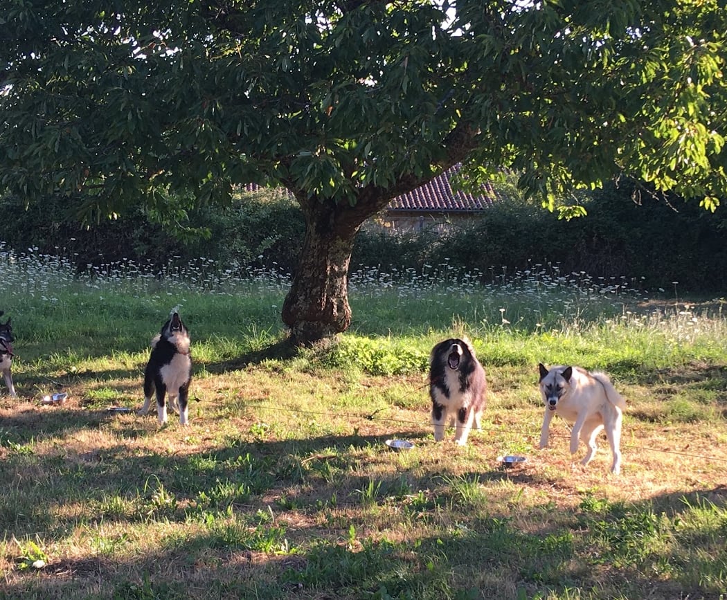 Skodenar - Chiens de traineau 2