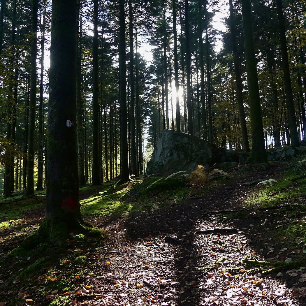 Forêt d'Ecouves 1