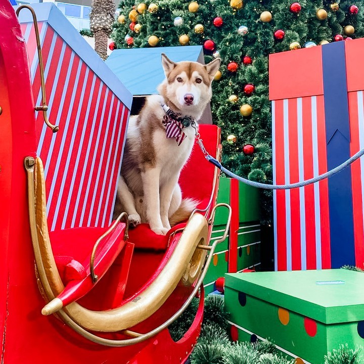 Pet Nights with Santa 1