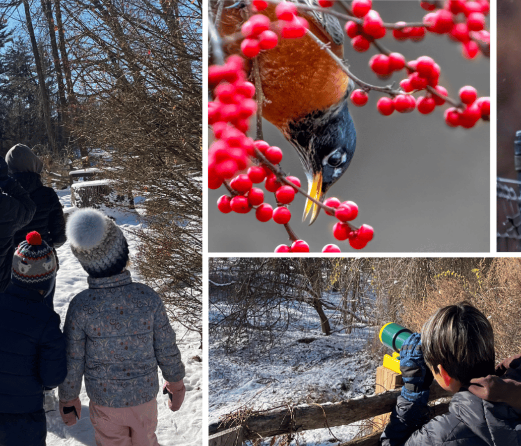 Winter Break Youth Workshop: Backyard Birders 1