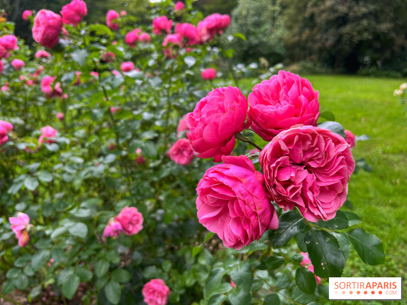 The Rose Garden of Provins 1