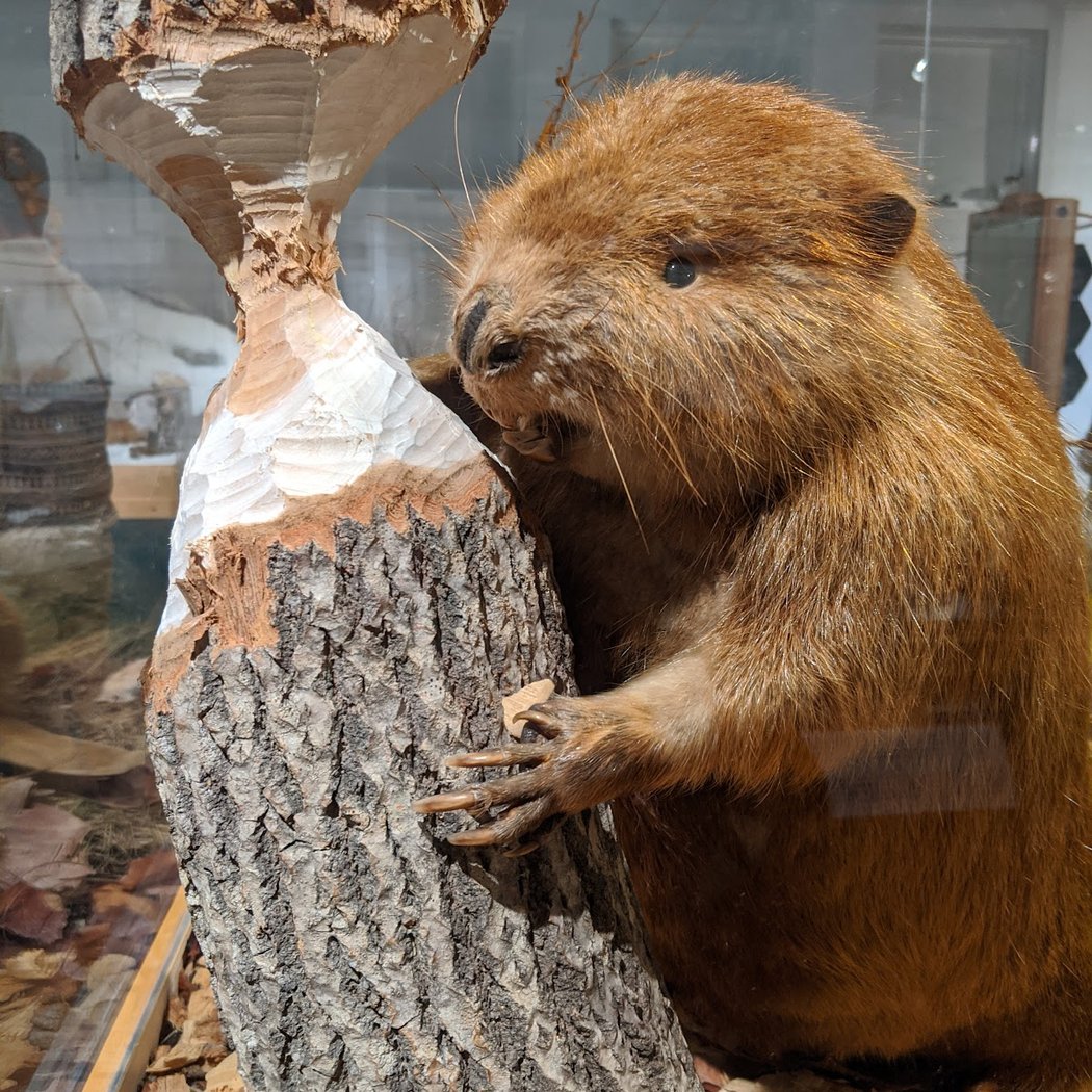 George B. Dorr Museum of Natural History 1