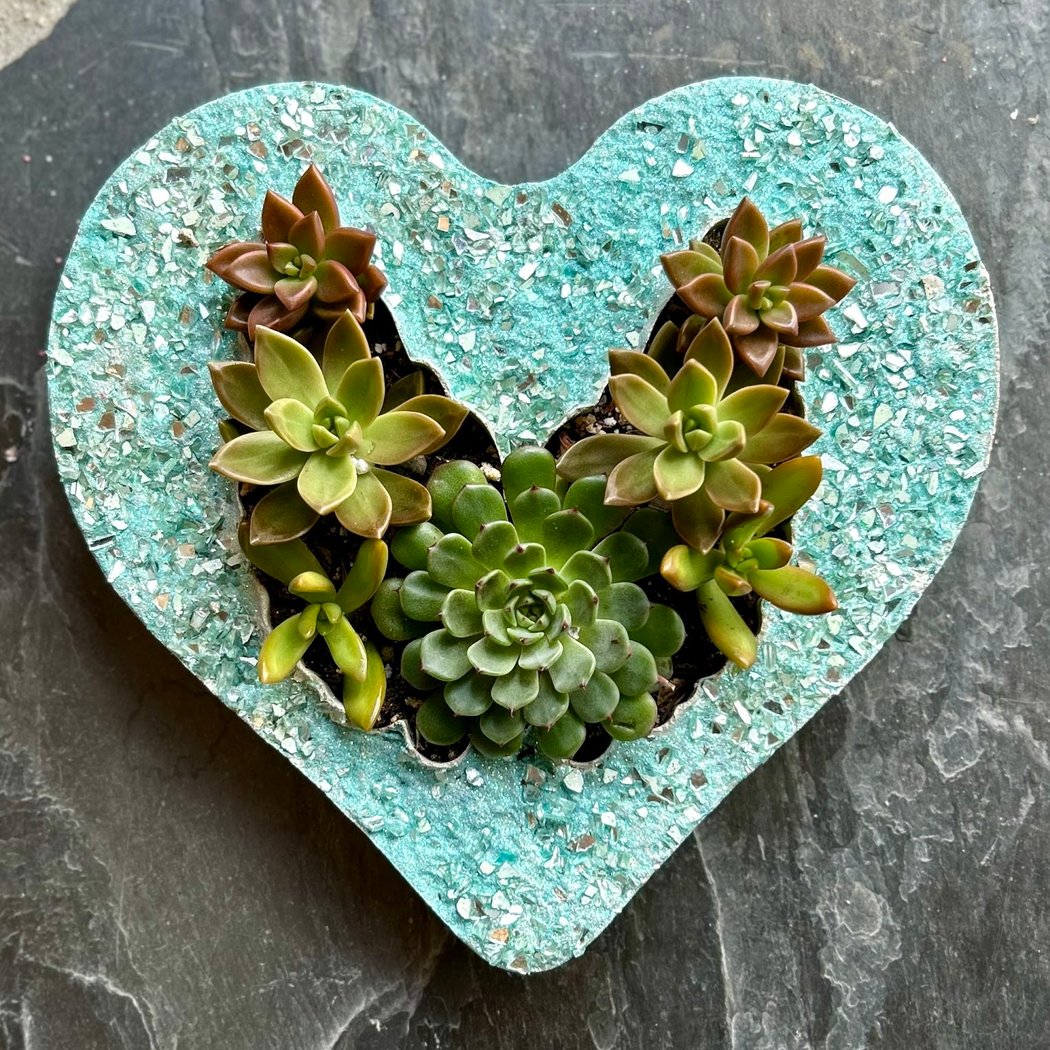 iLovetus Succulents 1