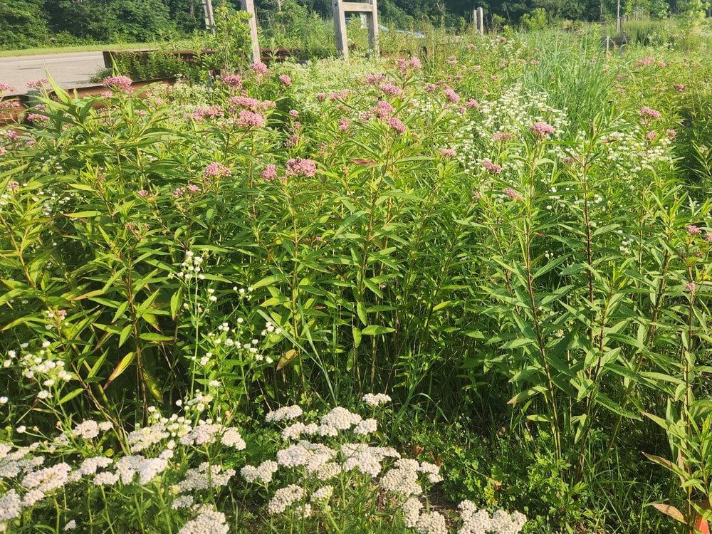 Edgewood Preserve Native Garden Maintenance 3