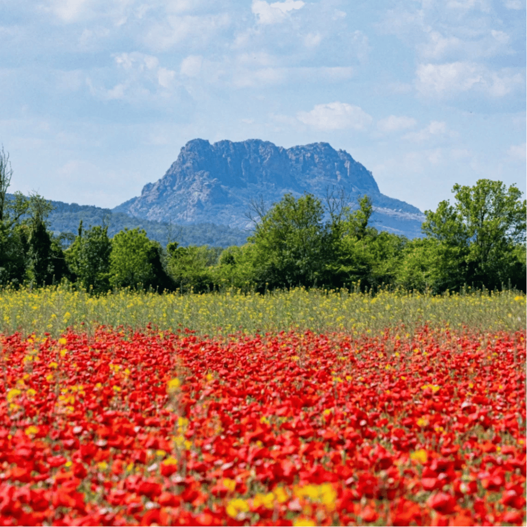 Rocher de Roquebrune 3