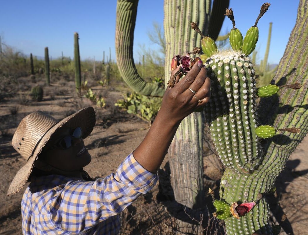 Estrella Park Native Seed Harvest 1