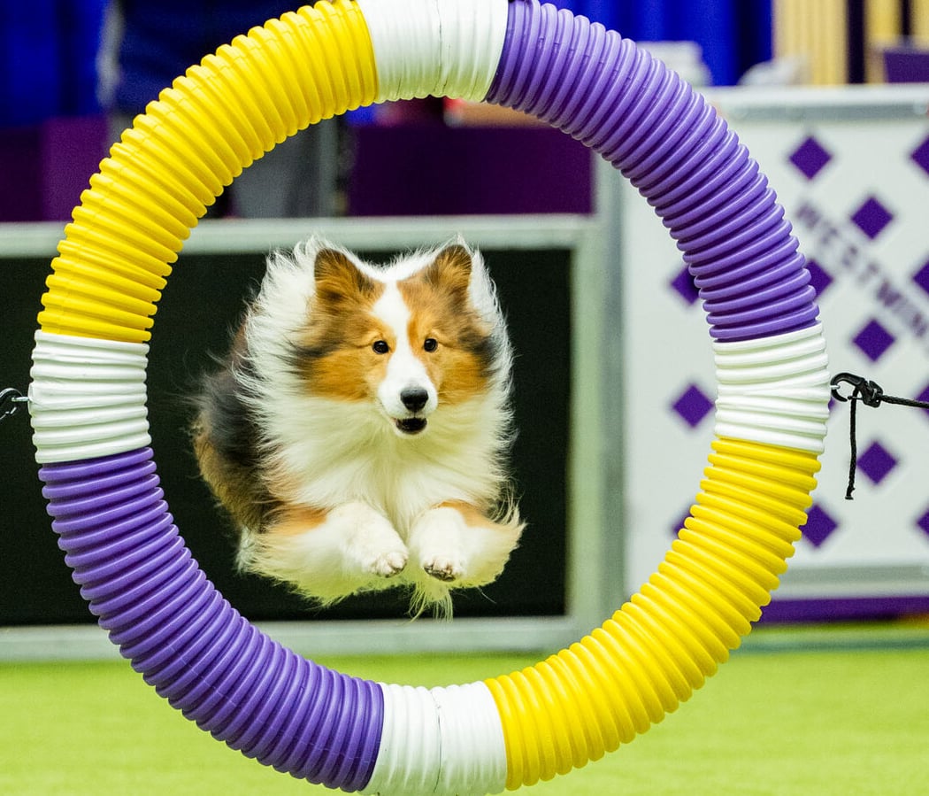 Go Dog Go Agility Club Trial 1