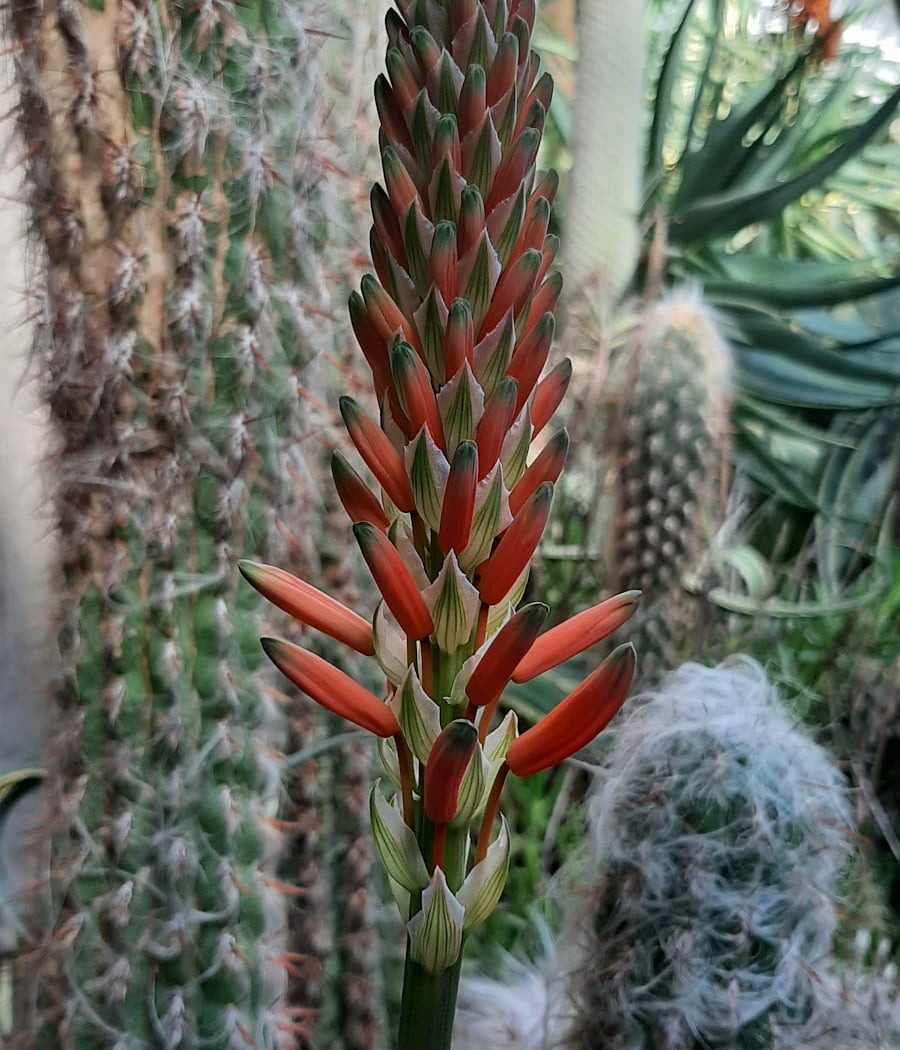 an exotic garden 1