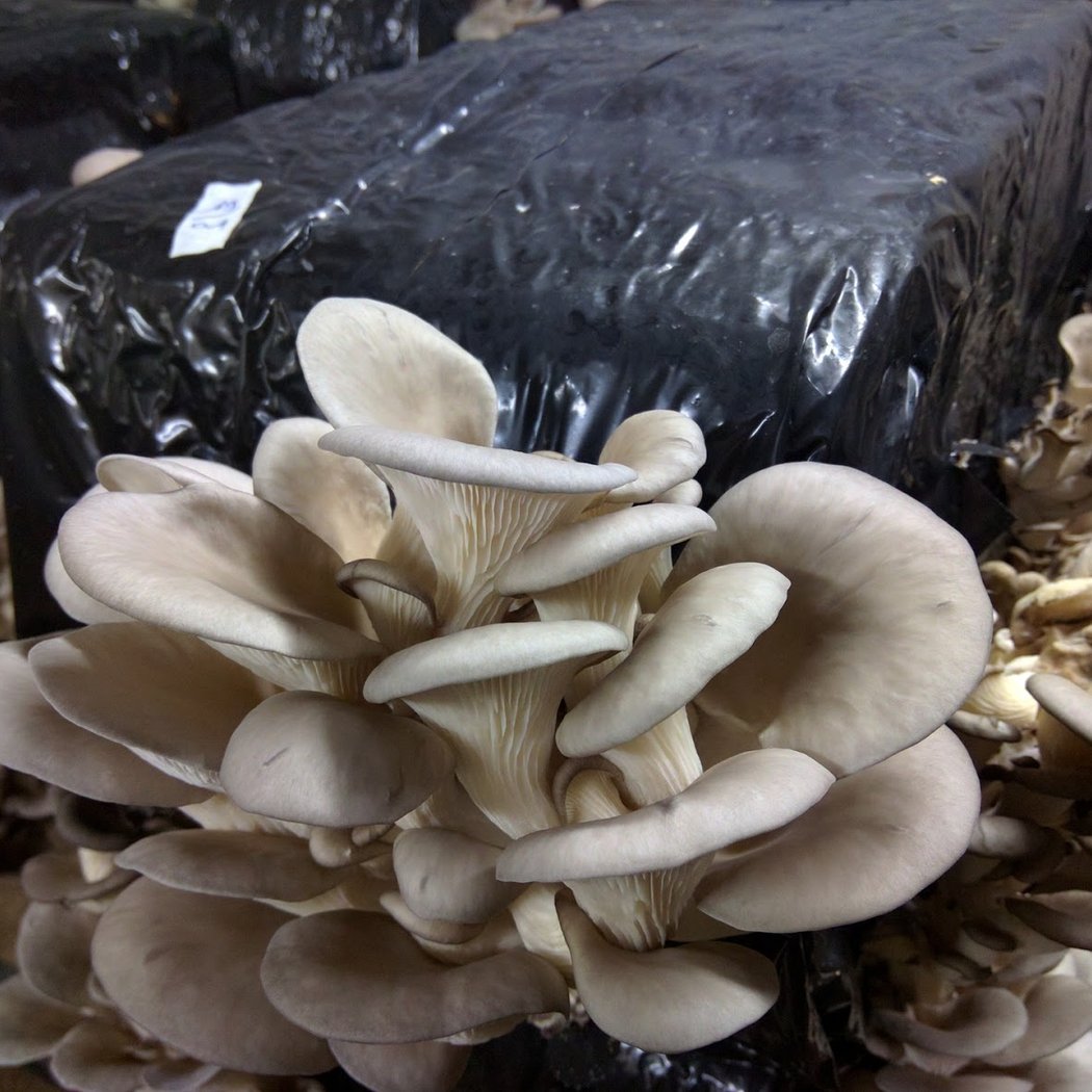 S.A.S LES CHAMPIGNONS DE CUSSANGY 3