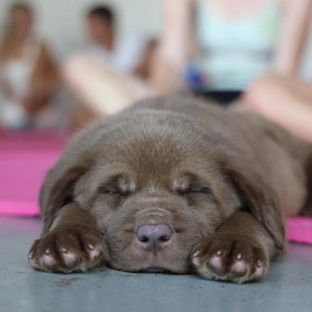 Golden Retriever x Poodle Puppy Yoga 1
