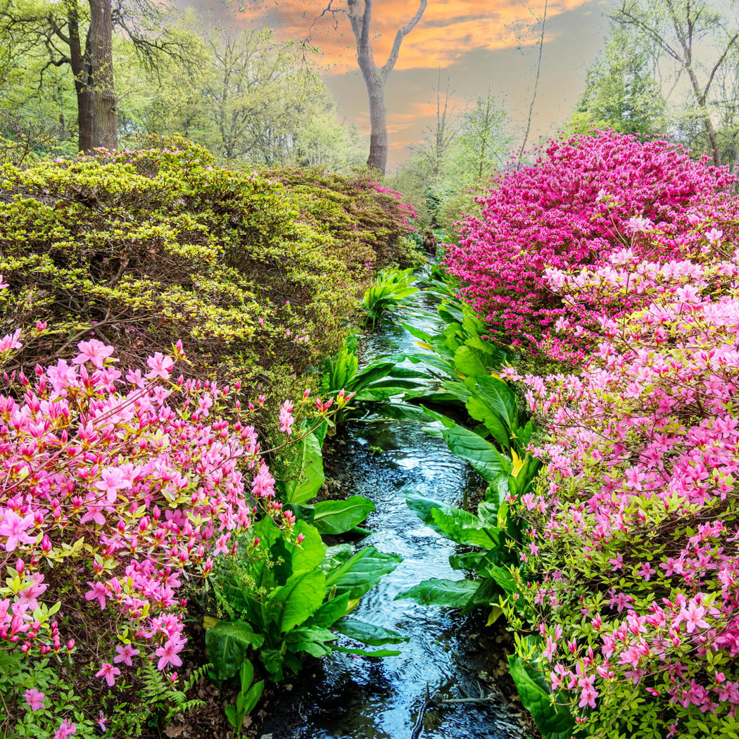 Isabella Plantation 3