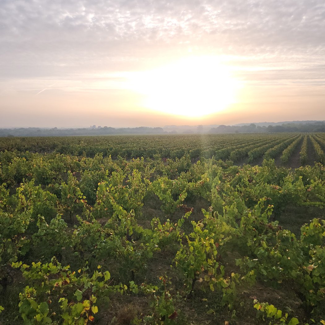 Vignes Vins Randos