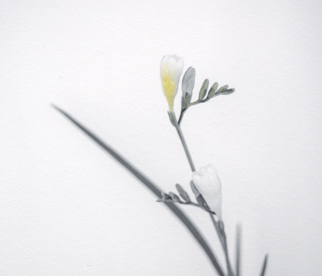 Au temps des plantes avec Rinko Kawauchi et Rieko Koga
