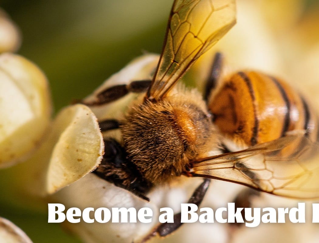 Become a Backyard Beekeeper: Bees, Hives & Honey 1