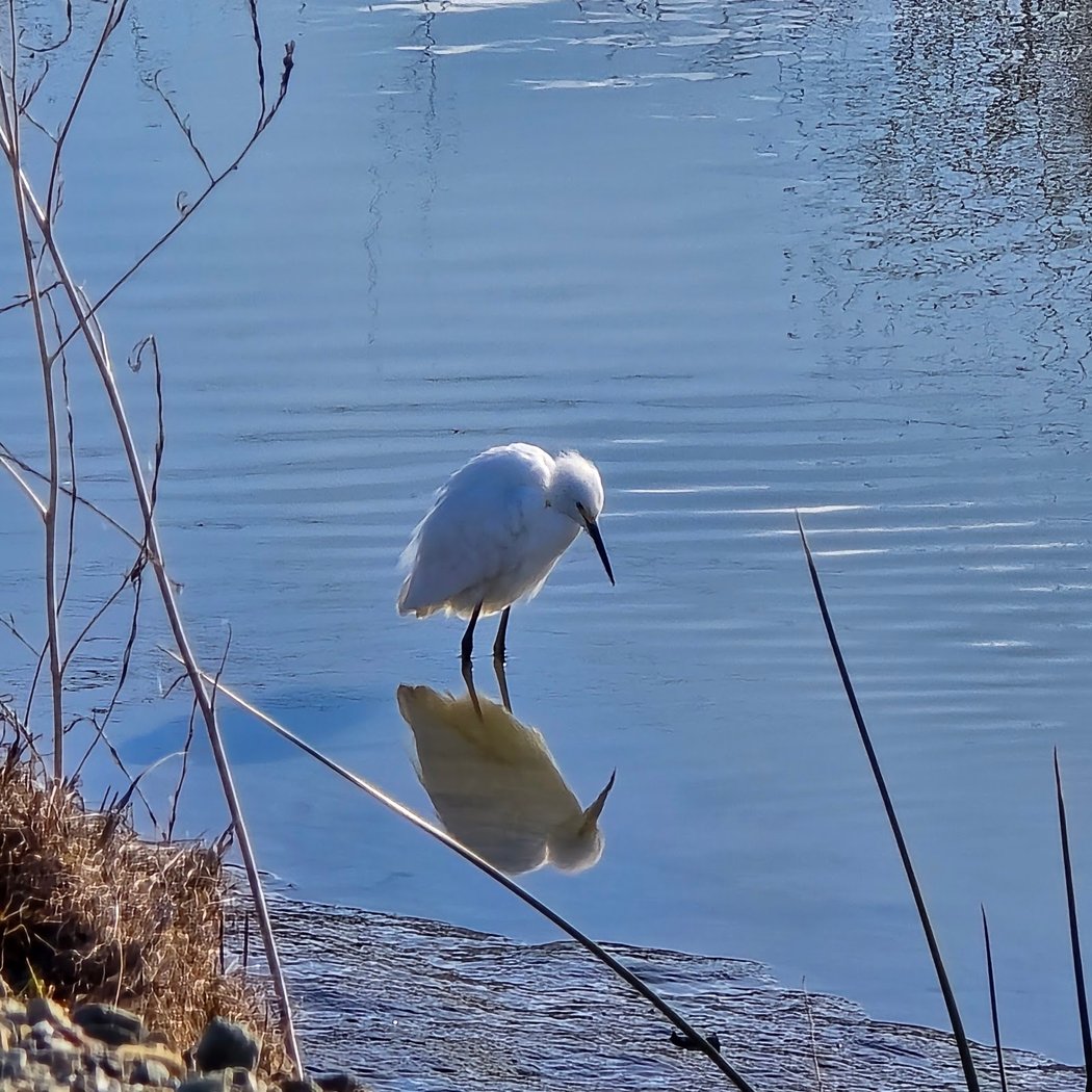 Coyote Creek Lagoon Trail - South 1
