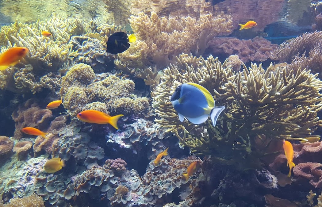 Forests Underwater by Takashi Amano 1