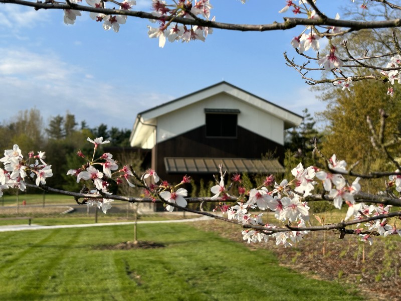 Dassai Blue Sake Brewery 3