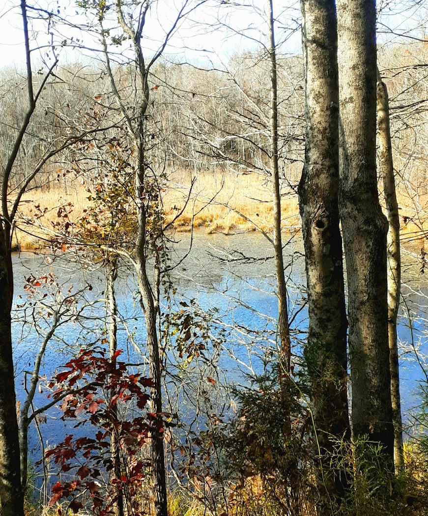 Bunched Arrowhead Heritage Preserve 3