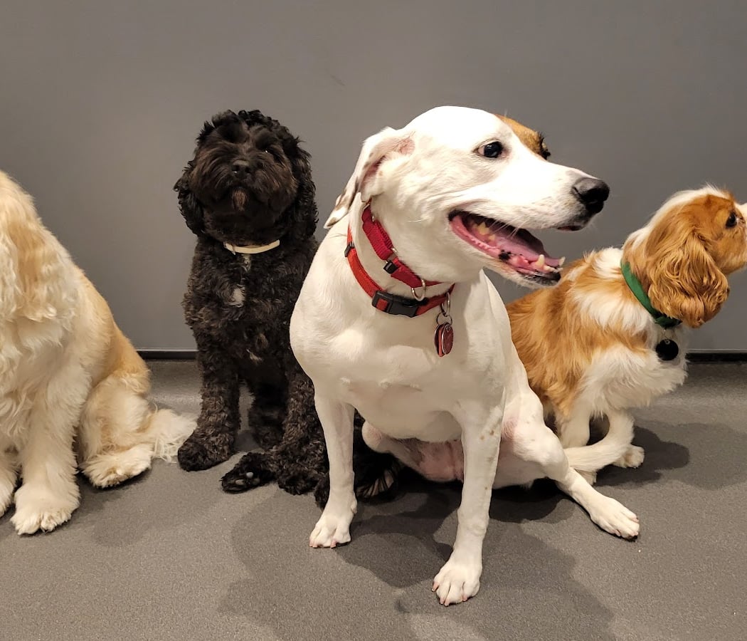 Dog City NYC (Upper East Side) 2