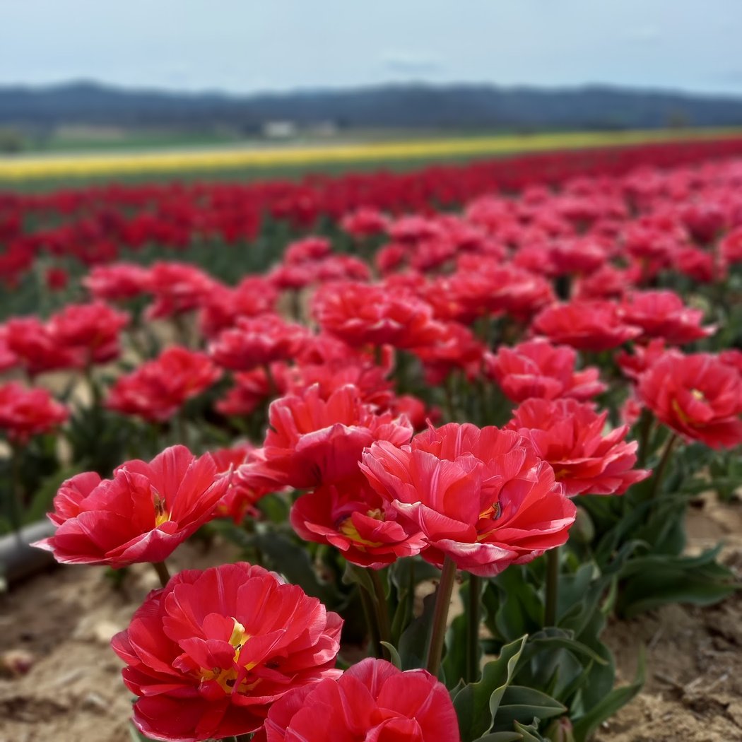 Temporary parking for Tulip Farms 3