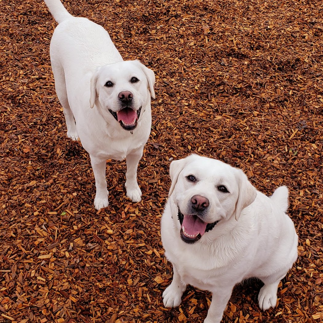 Cubby's Dog Park 2