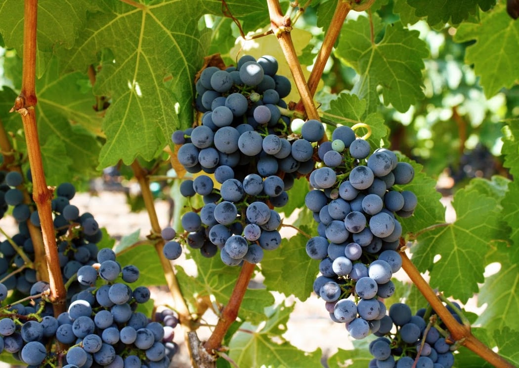 The Wine Foundry 4