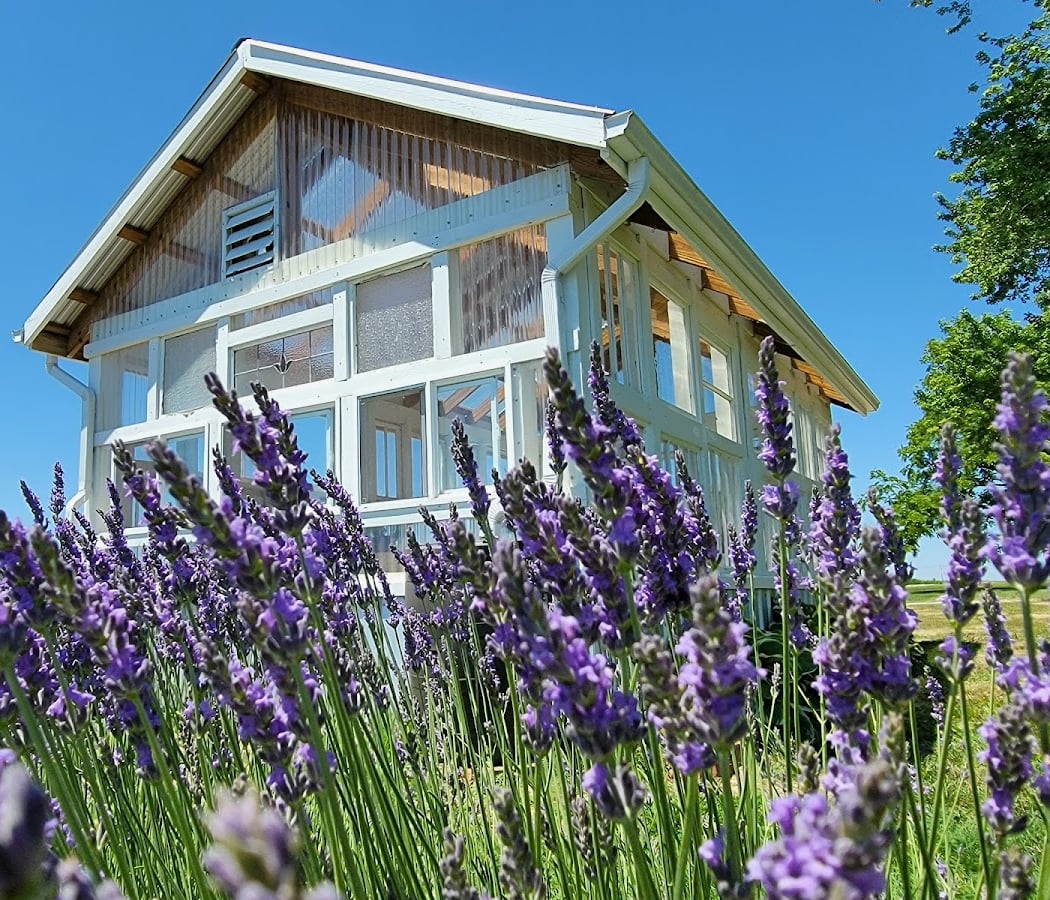 2026 Tenderloin Farms Lavender U-Pick Season 1