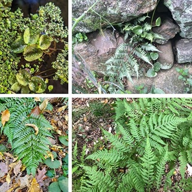 EcoQuest Challenge 1