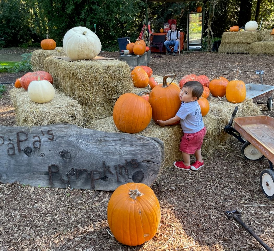 Papa's Pumpkin Patch 1